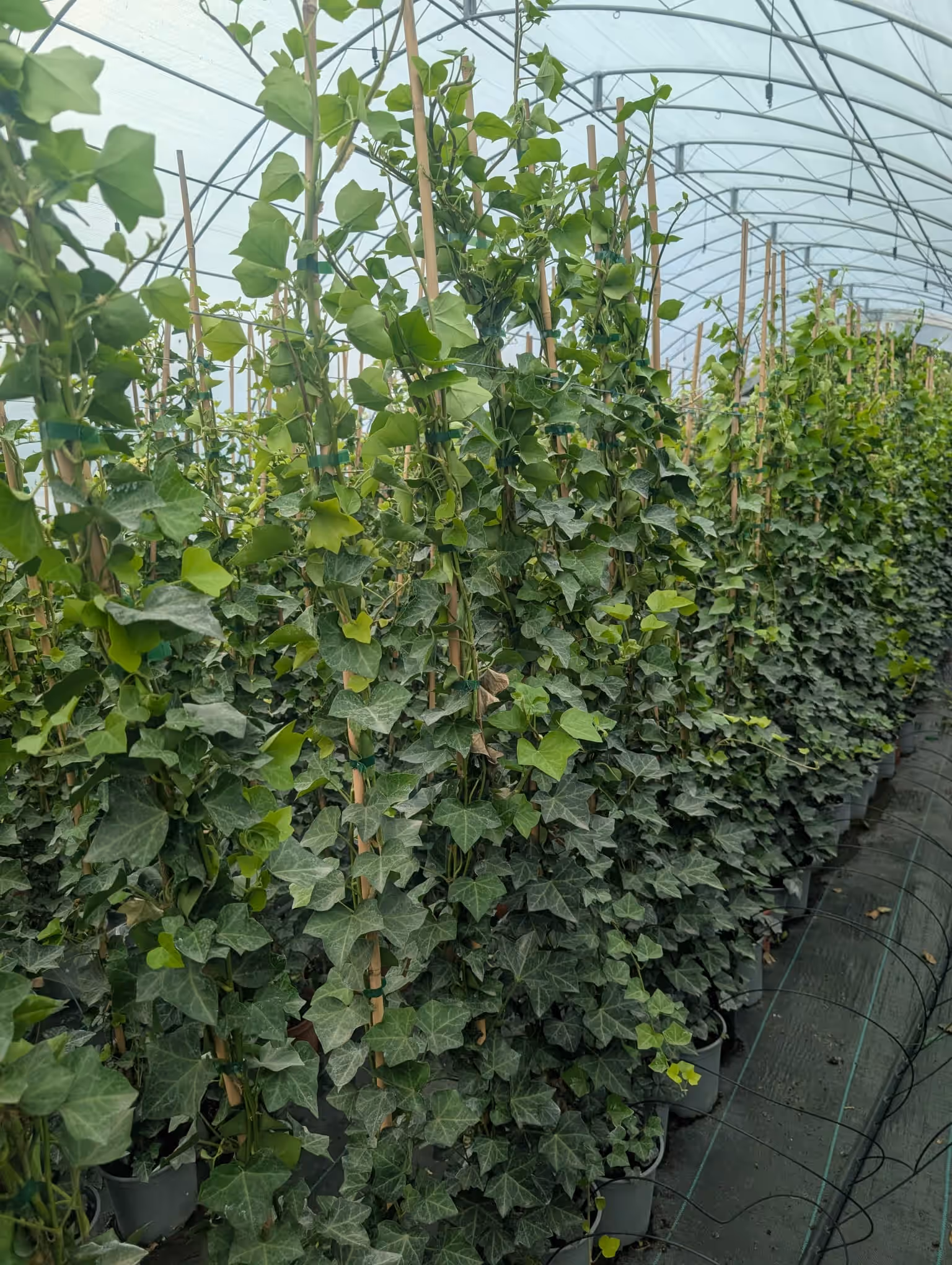 HEDERA HELIX