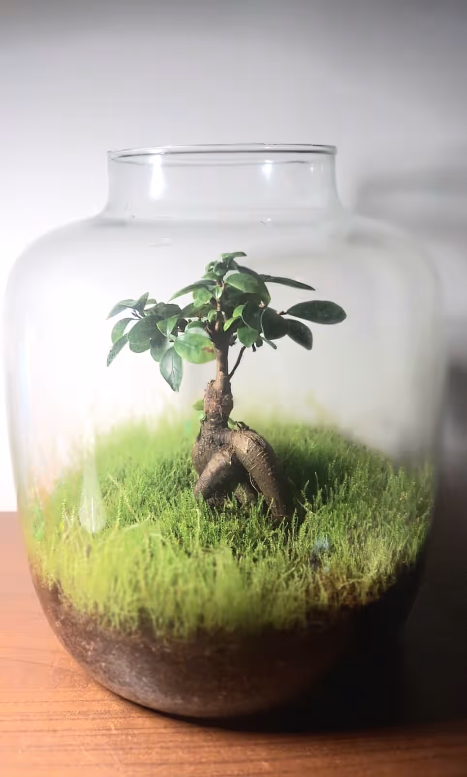 Terariu Bonsai Ficus Ginseng