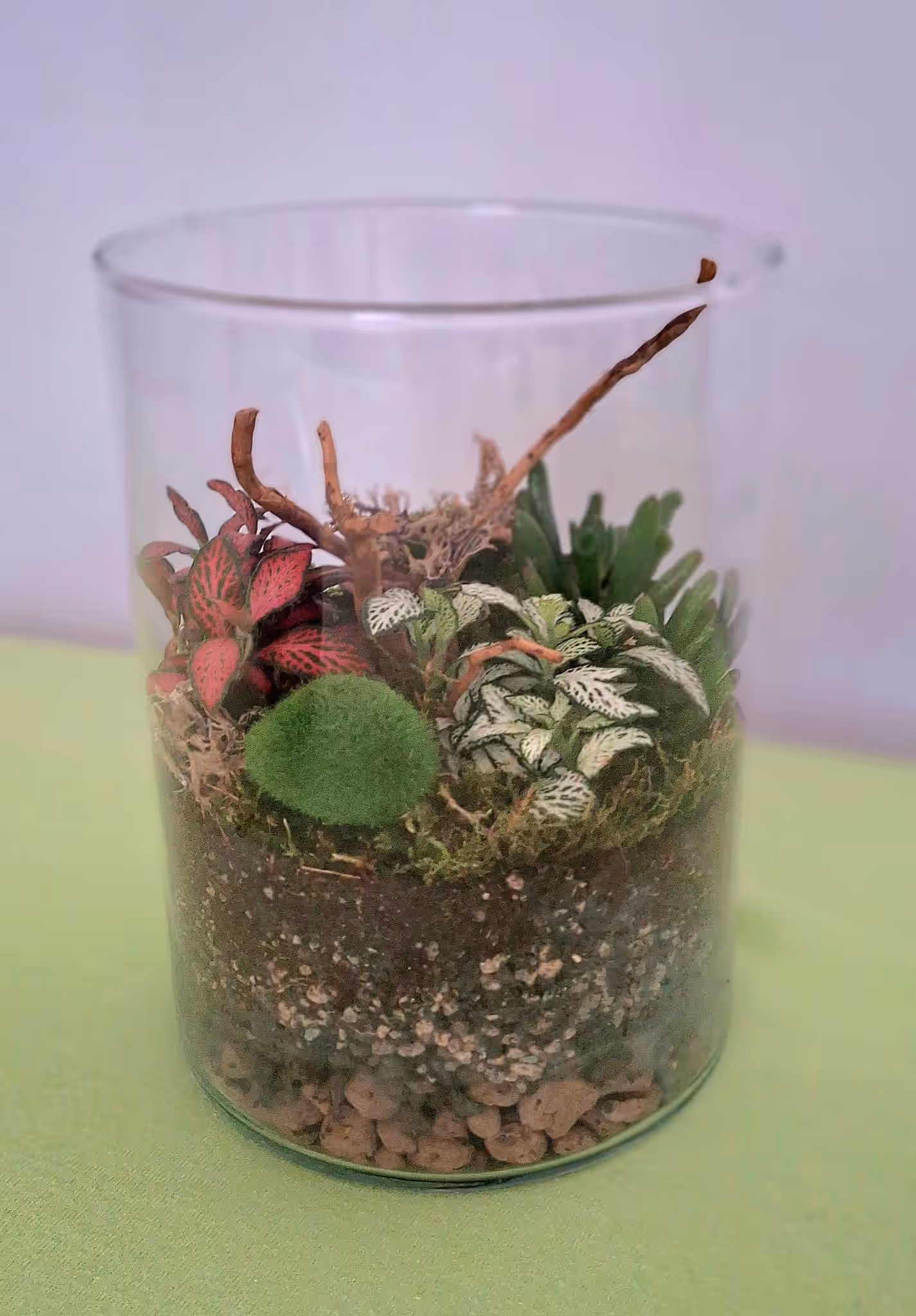 Terariu Cilindru cu Fittonia și Marimo