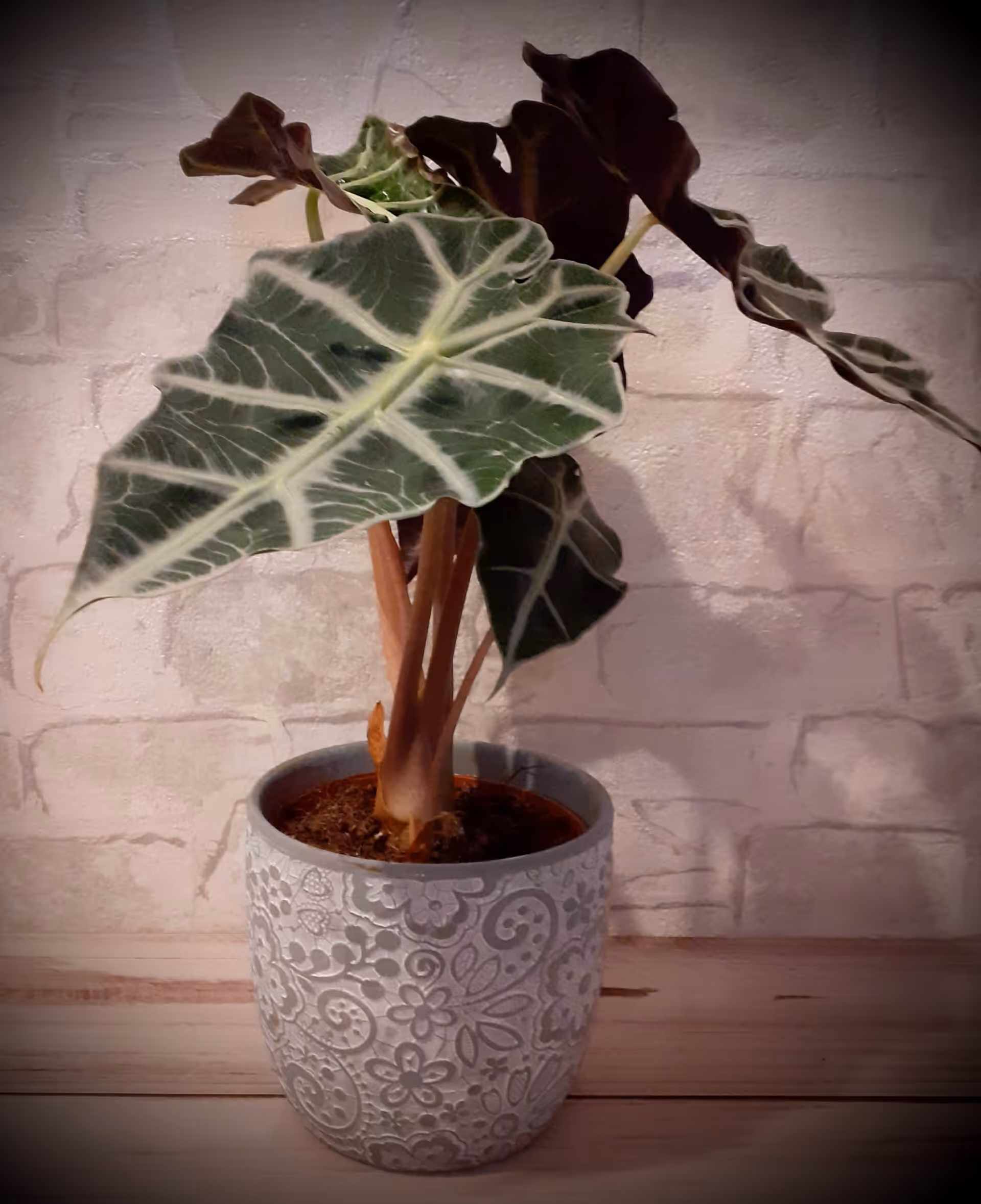 ARANJAMENT FLORAL-ALOCASIA