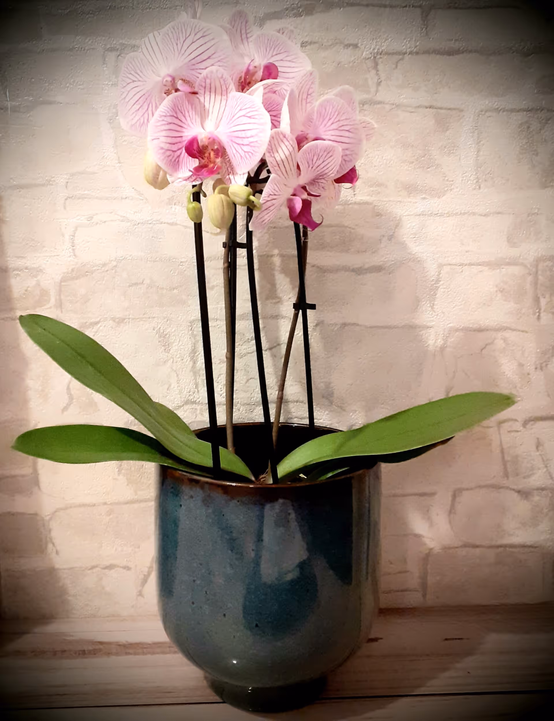 ARANJAMENT FLORAL PHALAENOPSIS