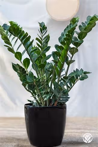 Zamioculcas