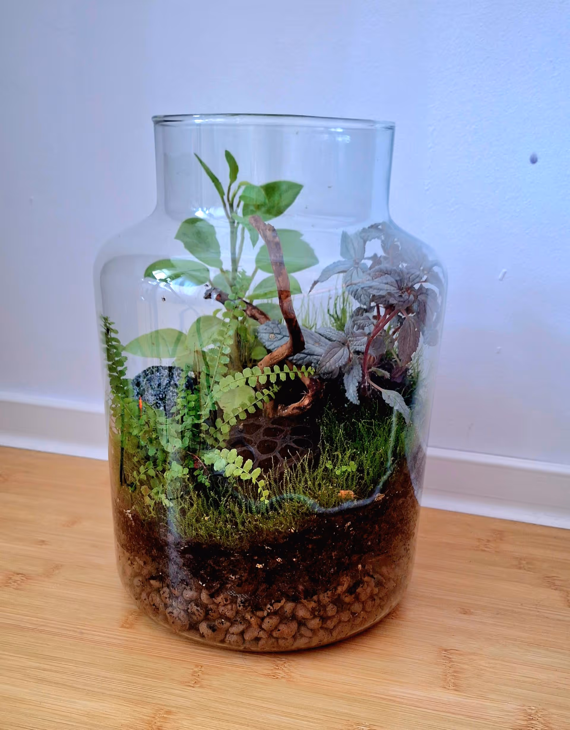 TERARIU DESCHIS CU PLANTE NATURALE
