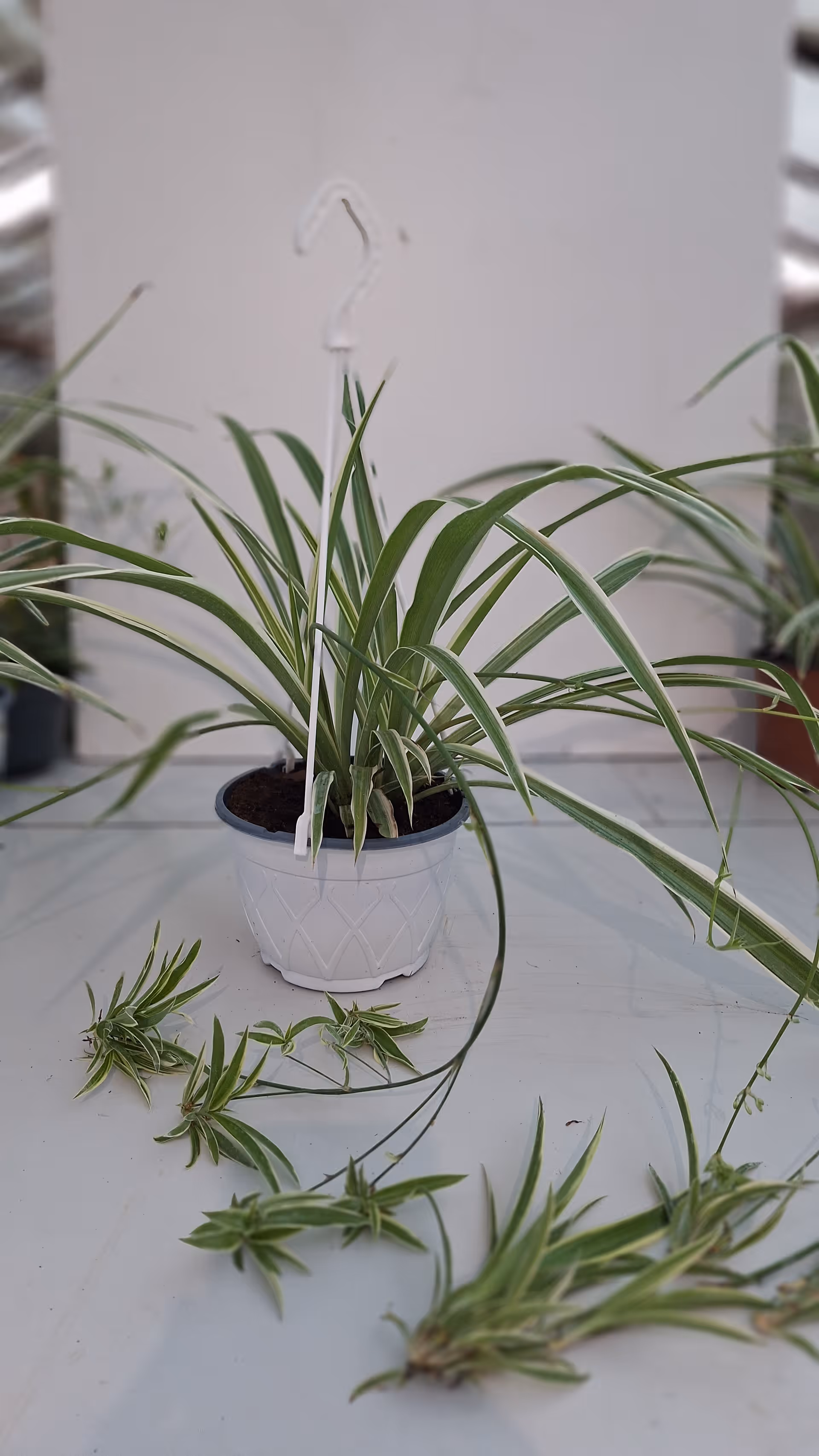 Chlorophytum comosum