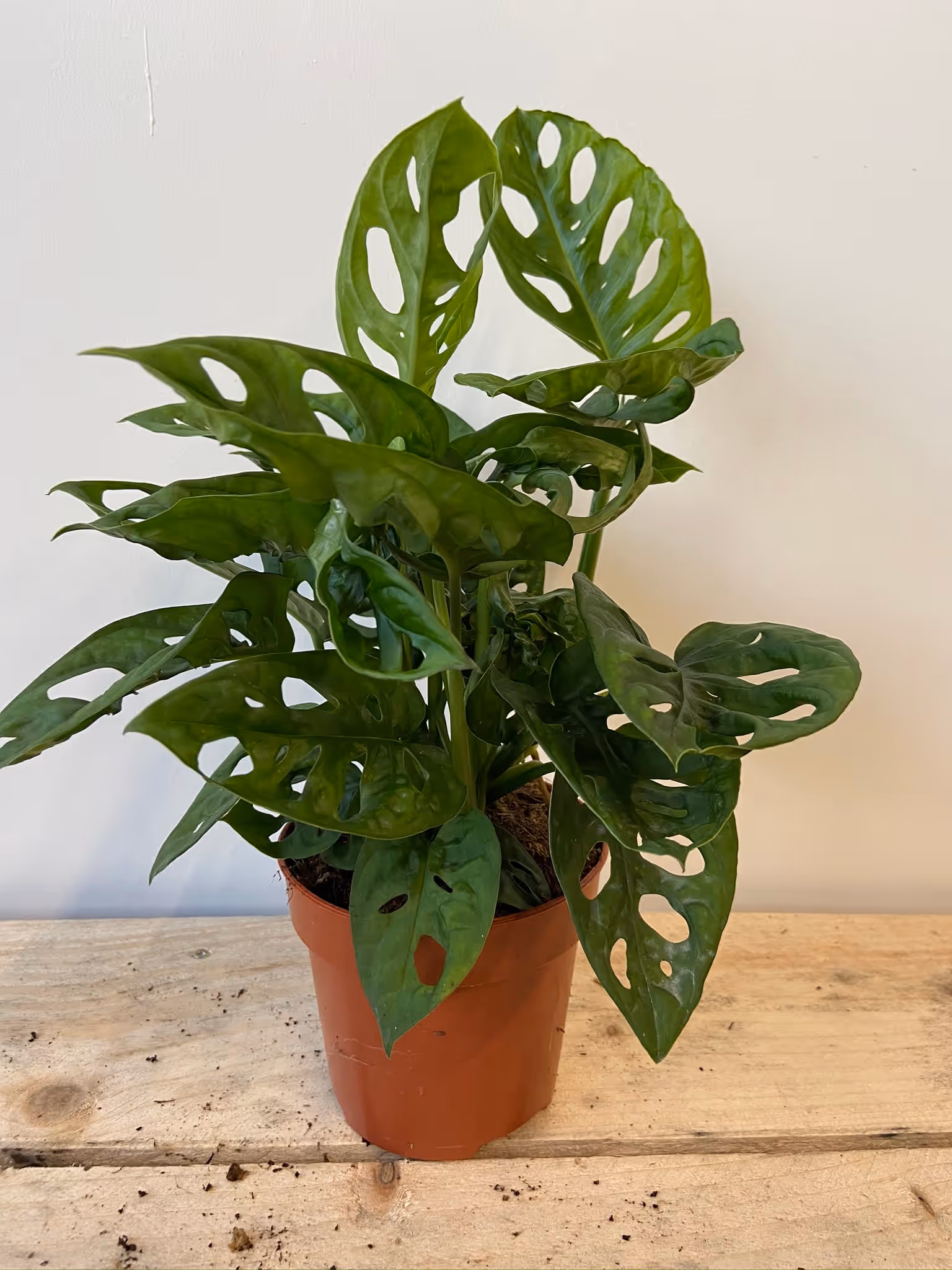 Monstera adansonii - Philodendron Monkey Mask