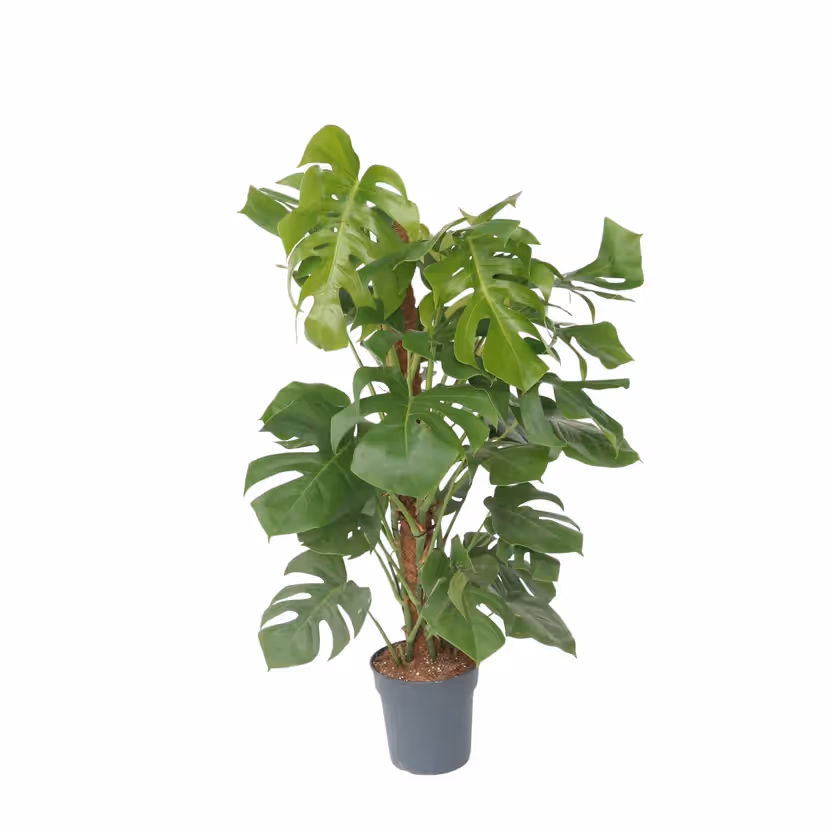 Monstera deliciosa